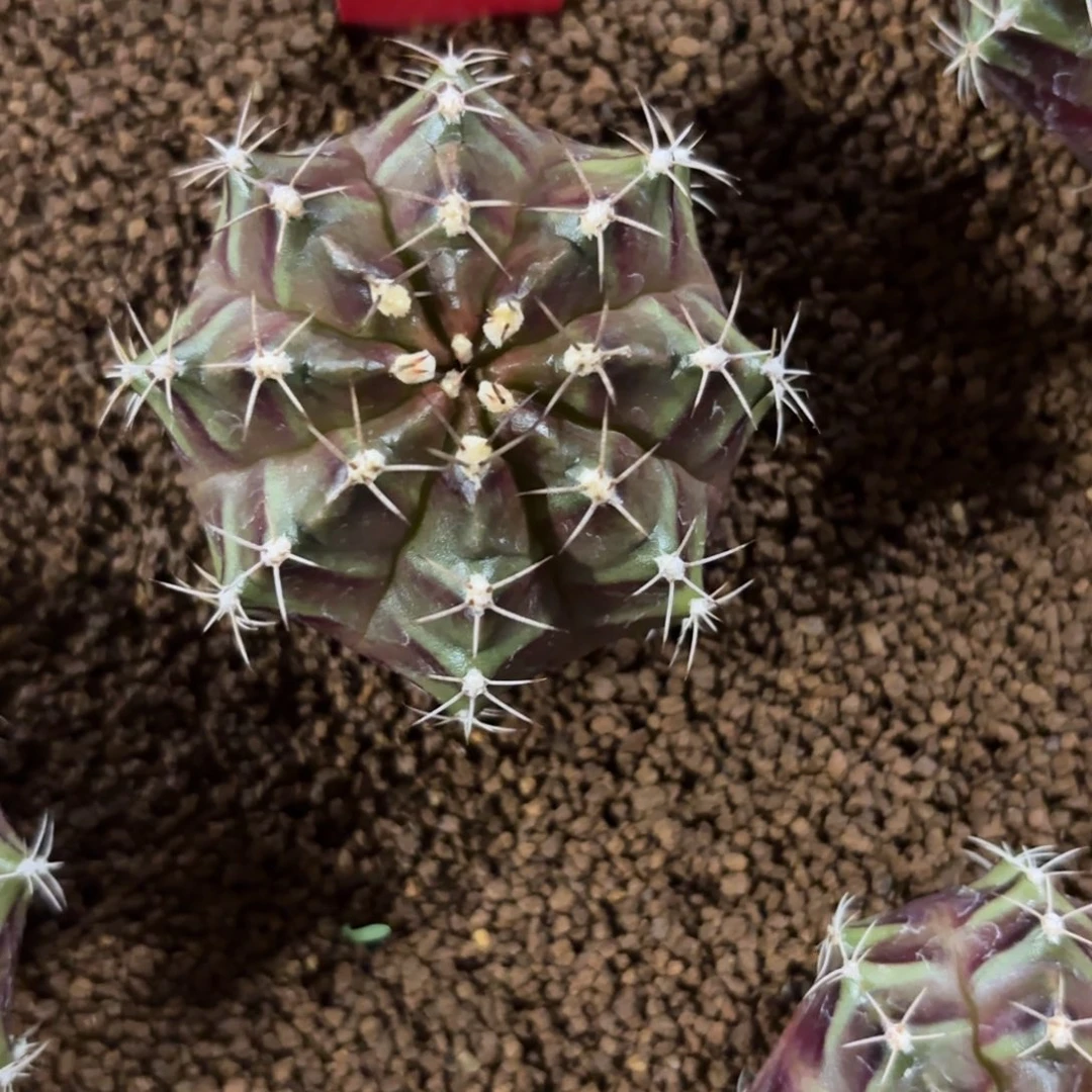 154-1222泰国发货多肉