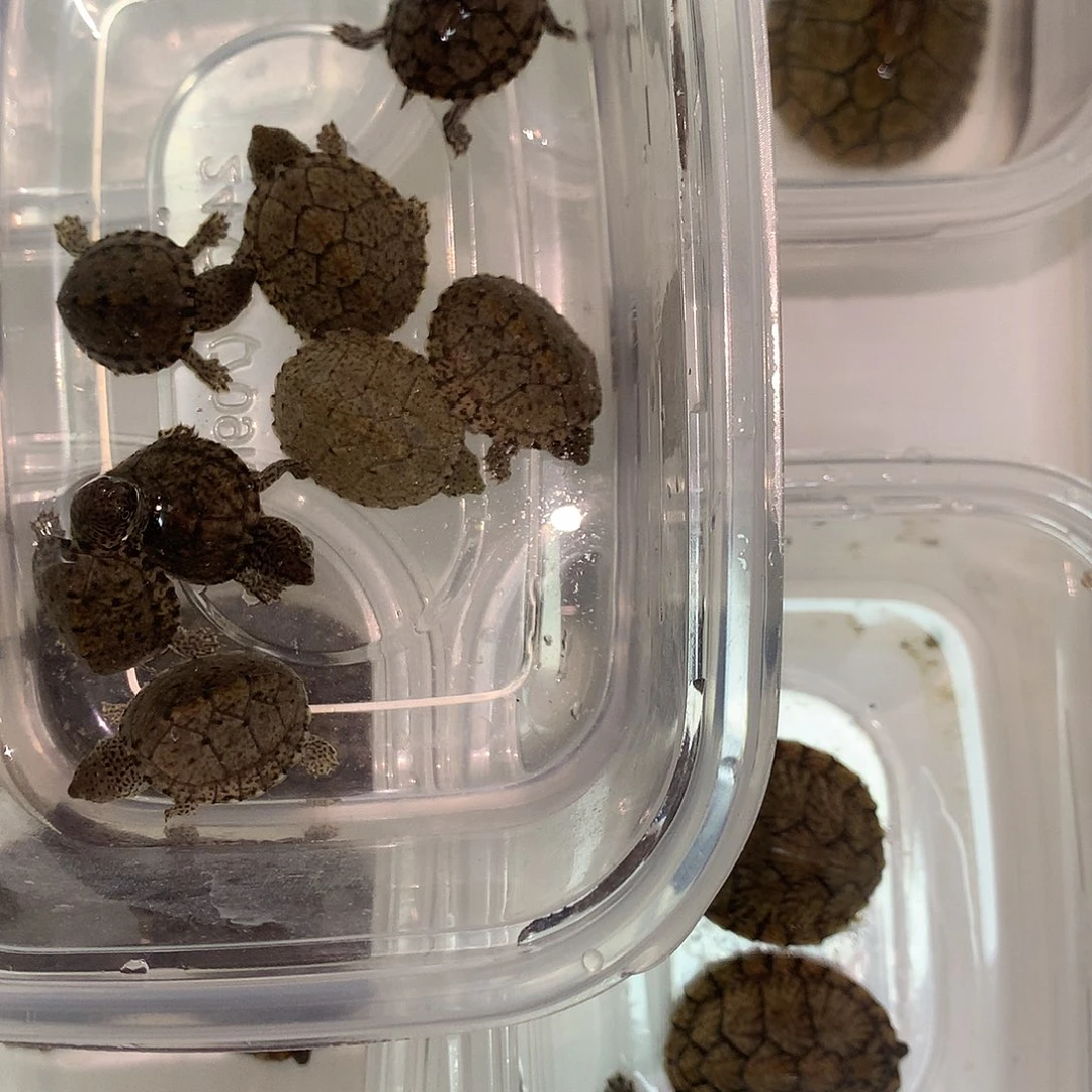 刀****宠物龟母剃刀麝香巨头头盔