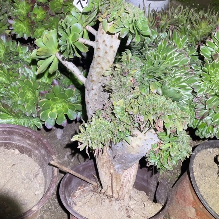 35厘米高原始绿缀796号