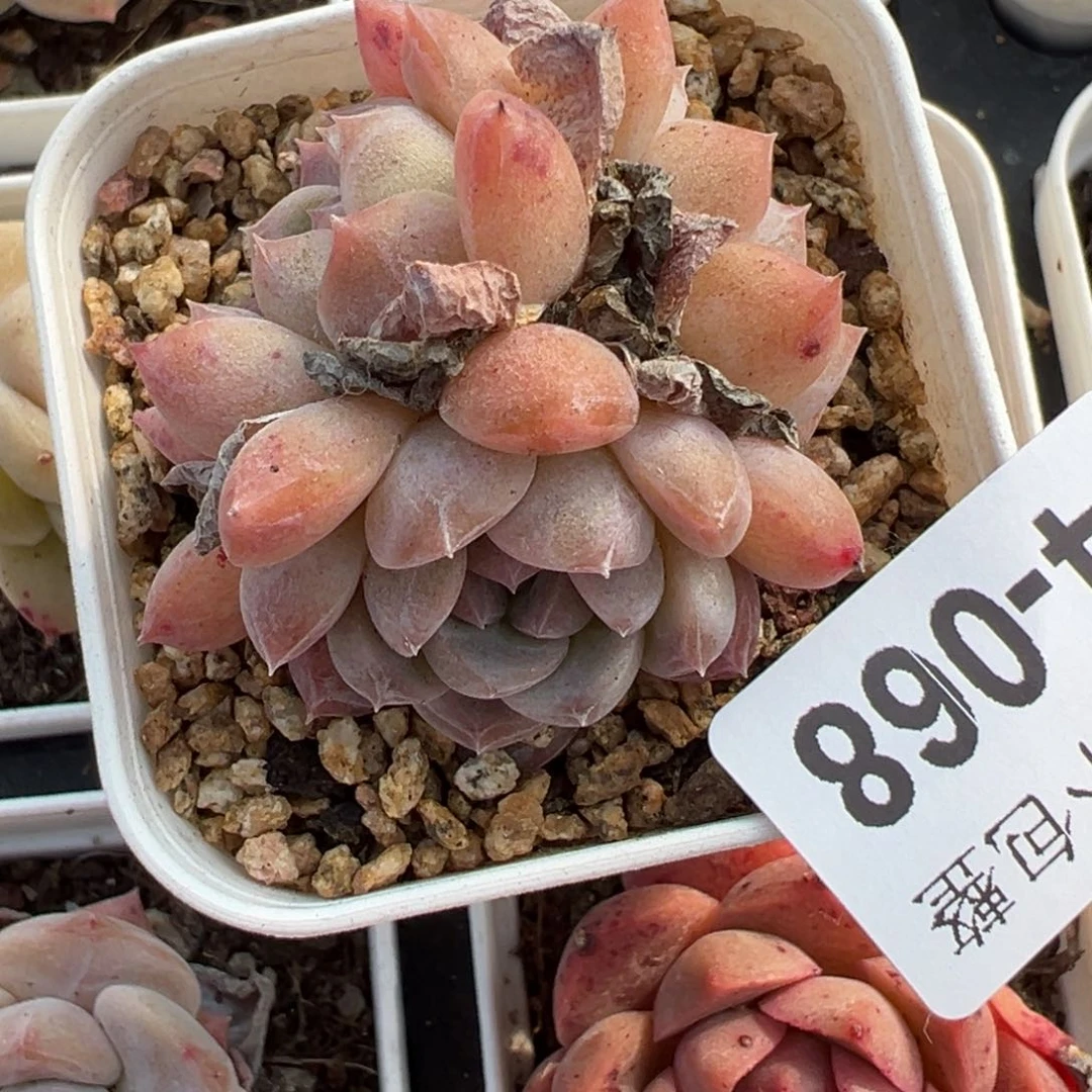 小卡拉米糖心一物一拍4-68