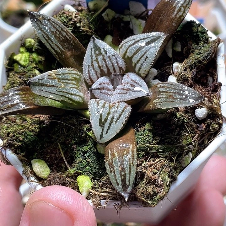 692快克一物一拍的