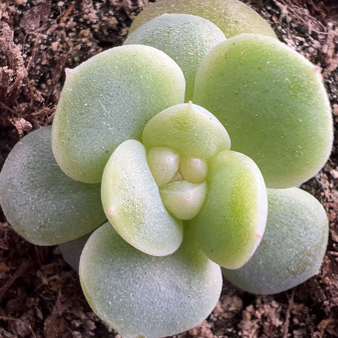 风花雪月白一物一拍