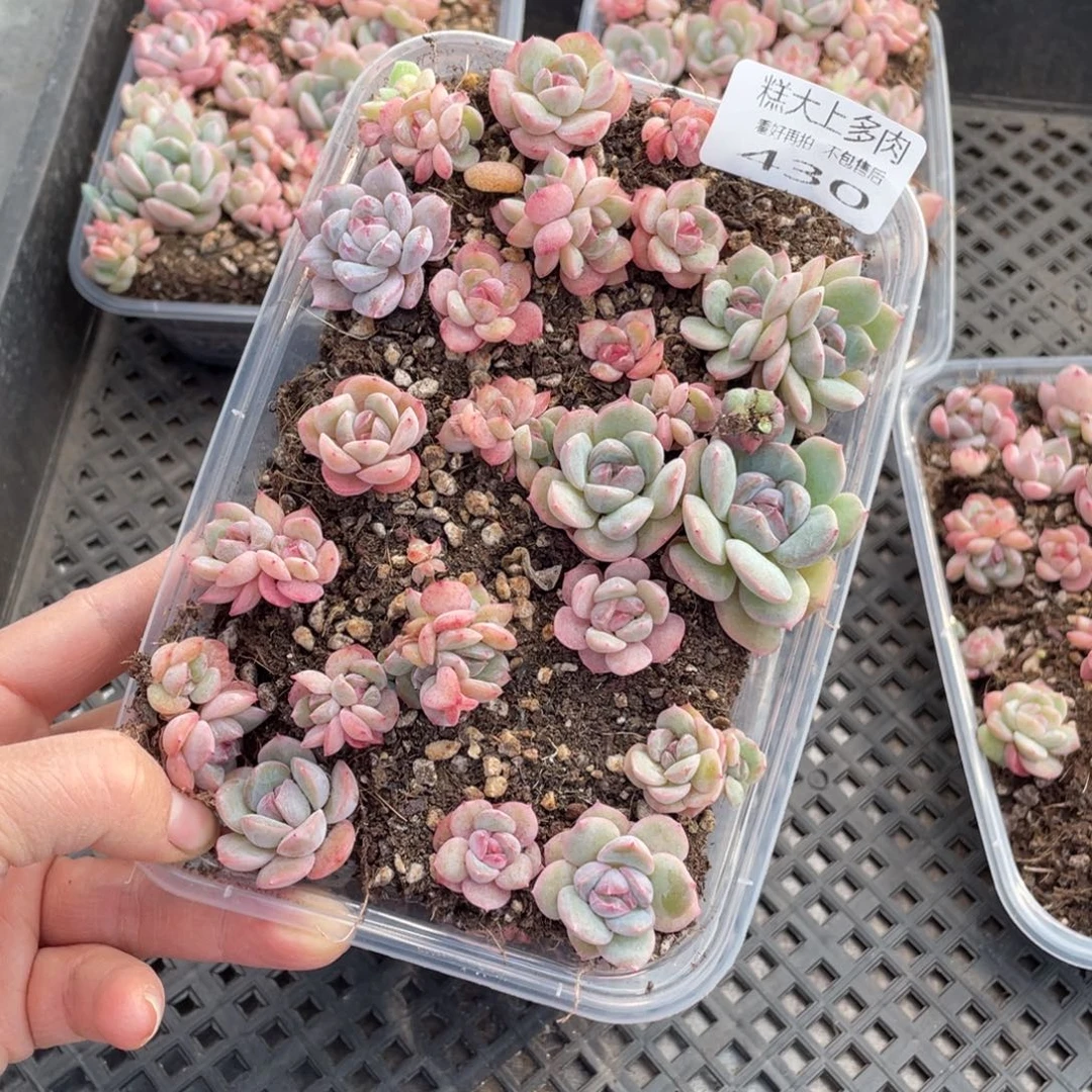 糕大上多肉植物430