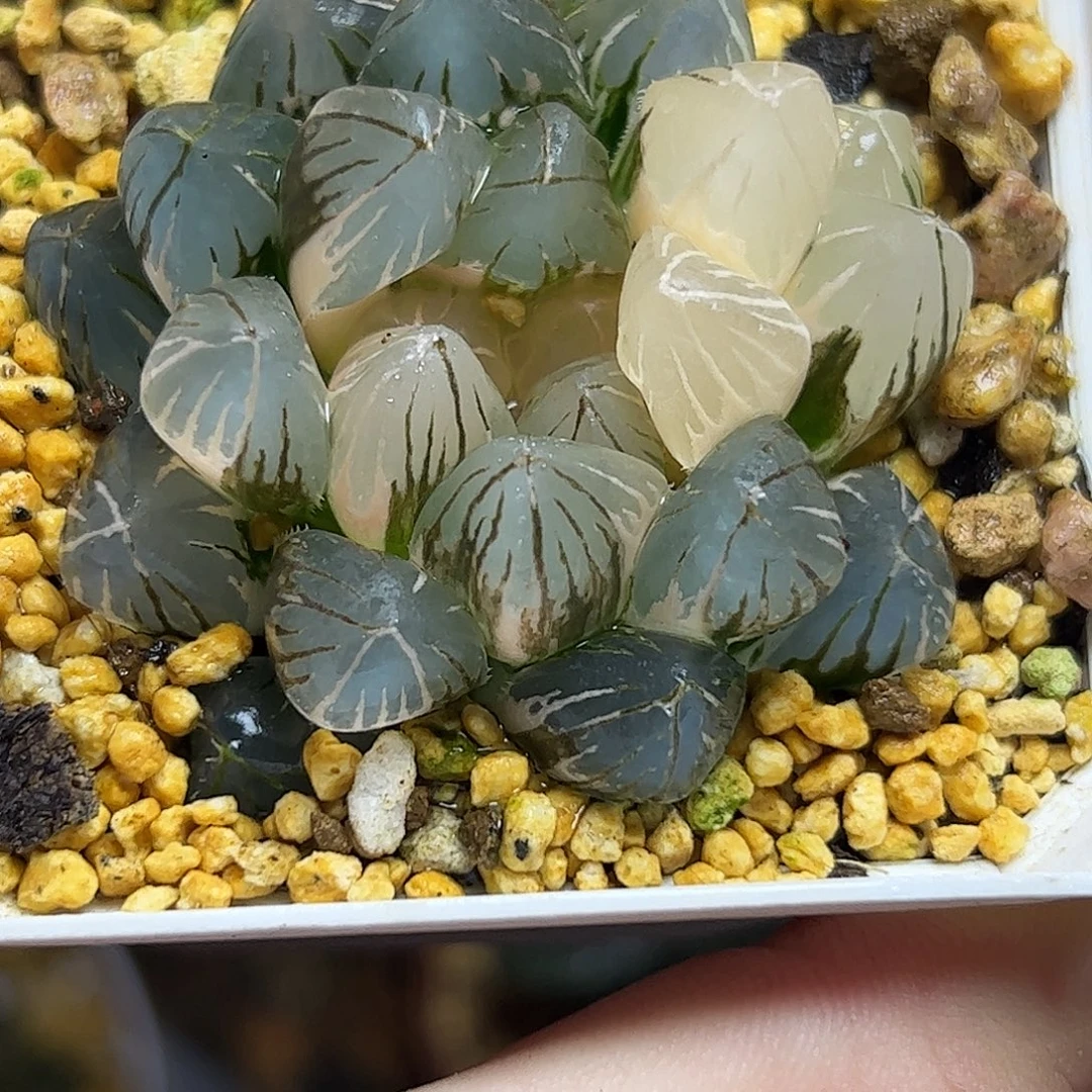 om锦十二卷十二卷