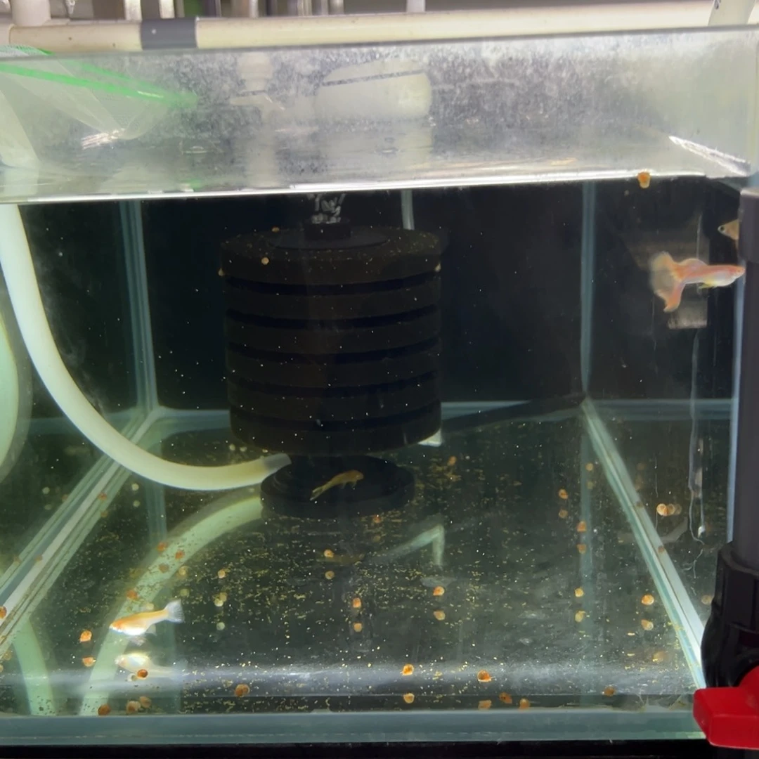 孔雀鱼金粉孔雀鱼一对