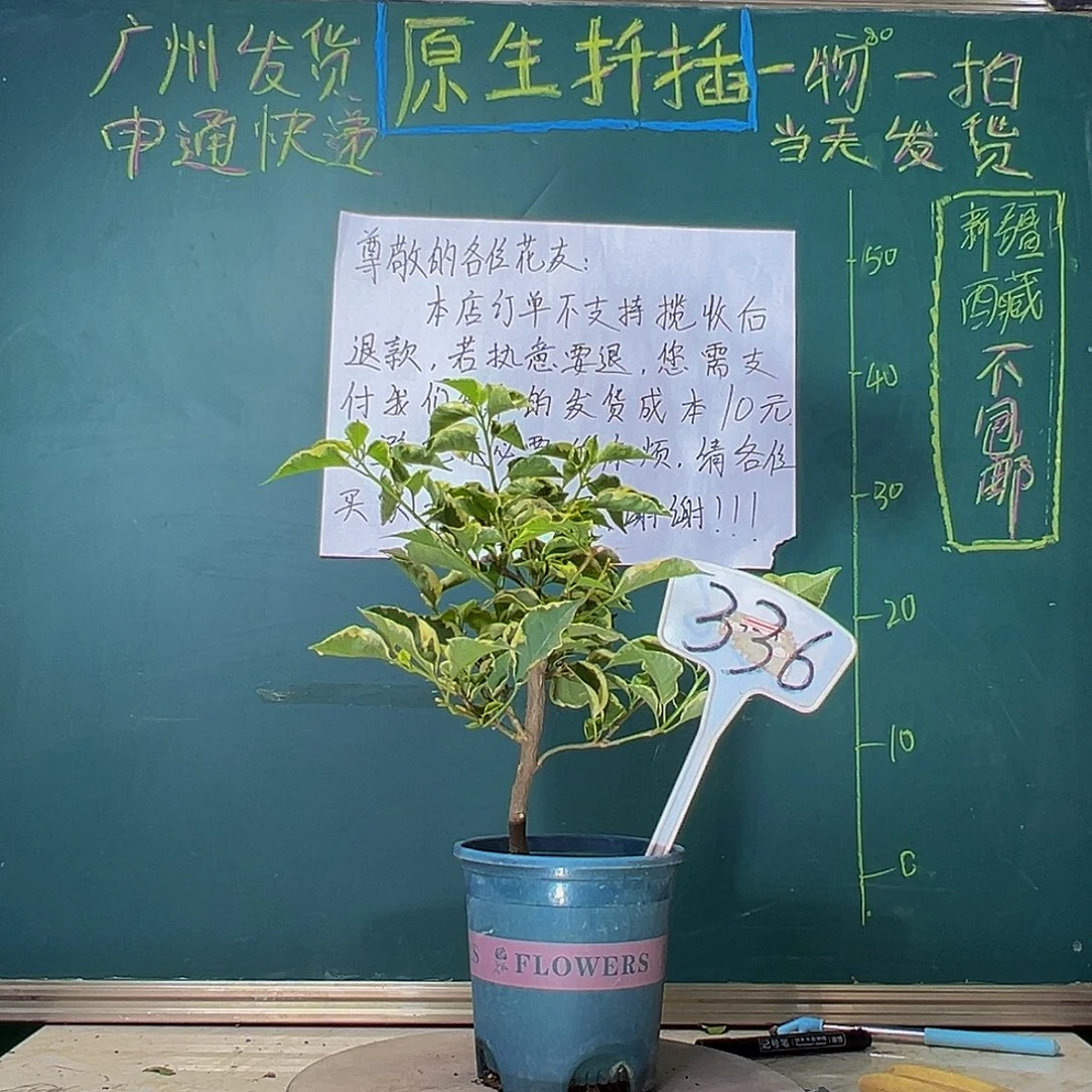 当前无花栽培后可以开花粗弯杆 马斯336