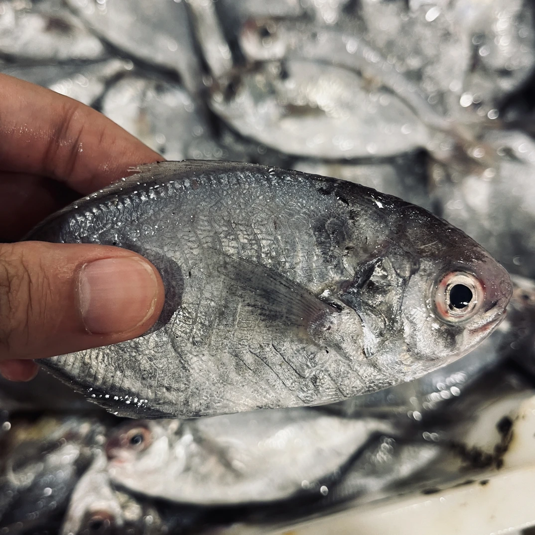 【4斤肉鲳】浙江东海野生肉鲳鱼顺丰冷链包邮