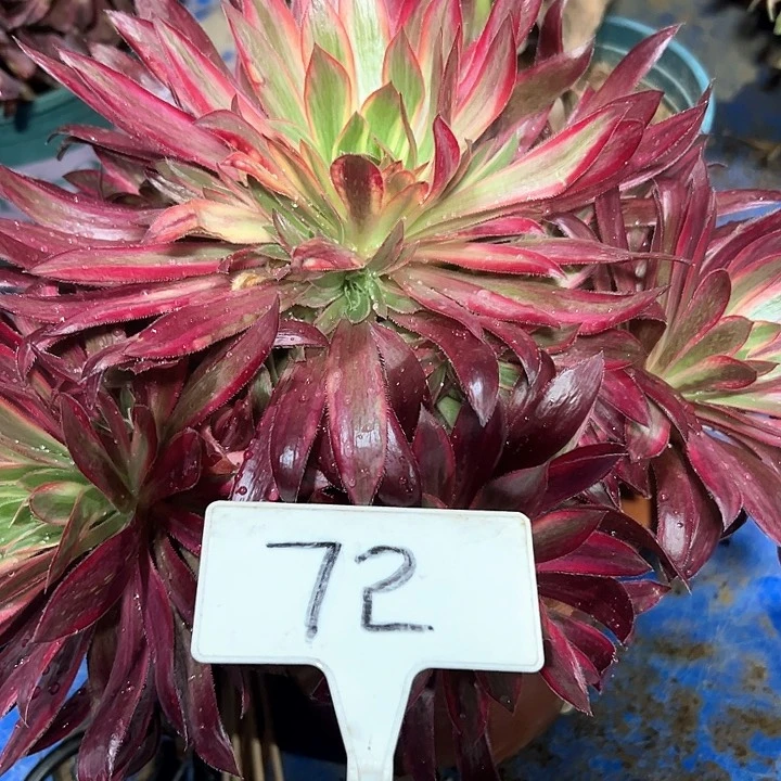 多肉植物孔雀锦法师