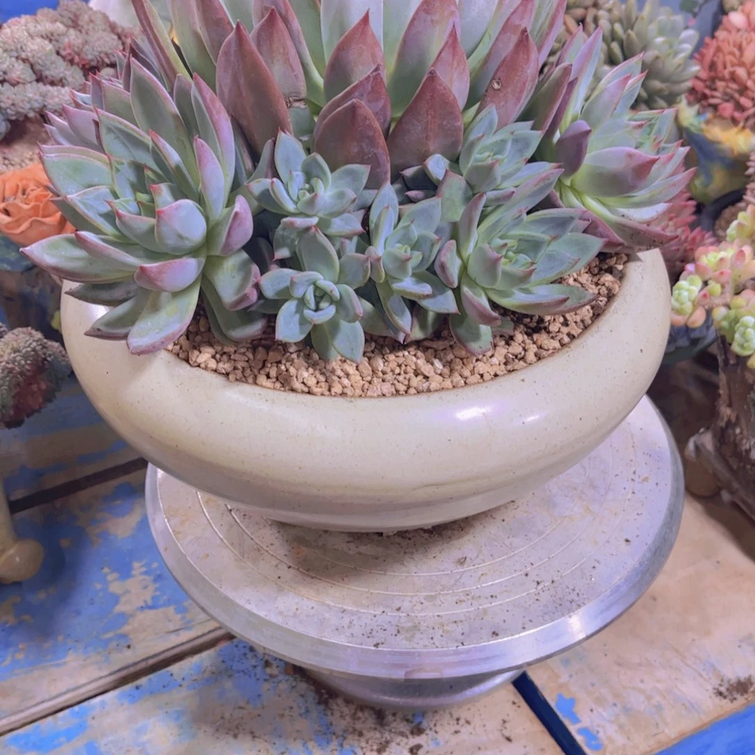 ****李多肉植物保护研究所所长