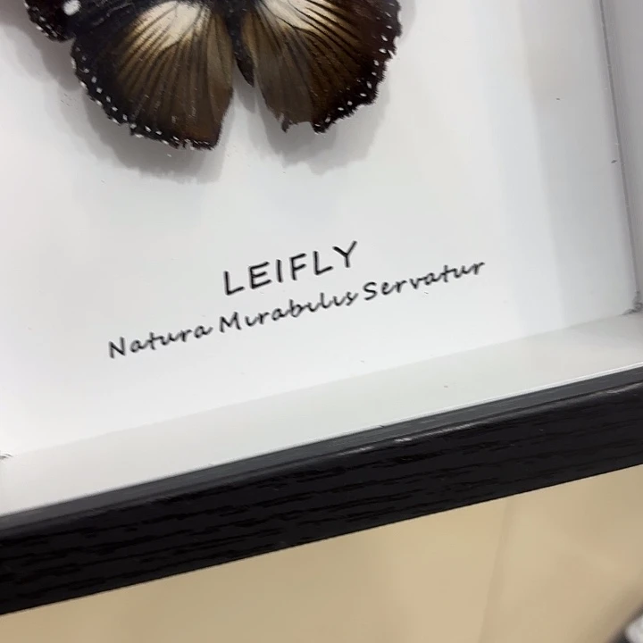 》***《蝴蝶标本定制564@