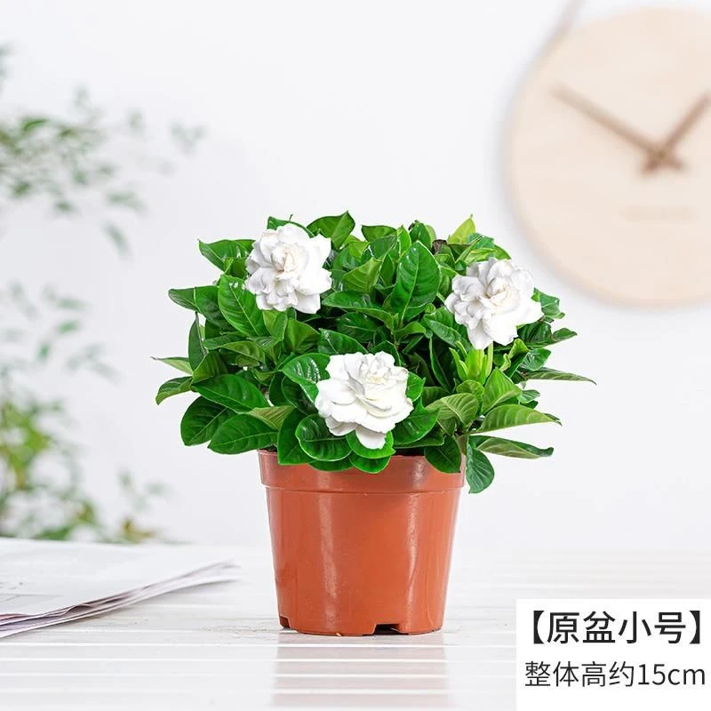 栀子花香水重瓣盆栽室内花卉四季好养水培土培四季开花网红小绿植