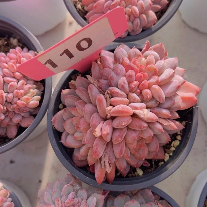 健健康康平平安安