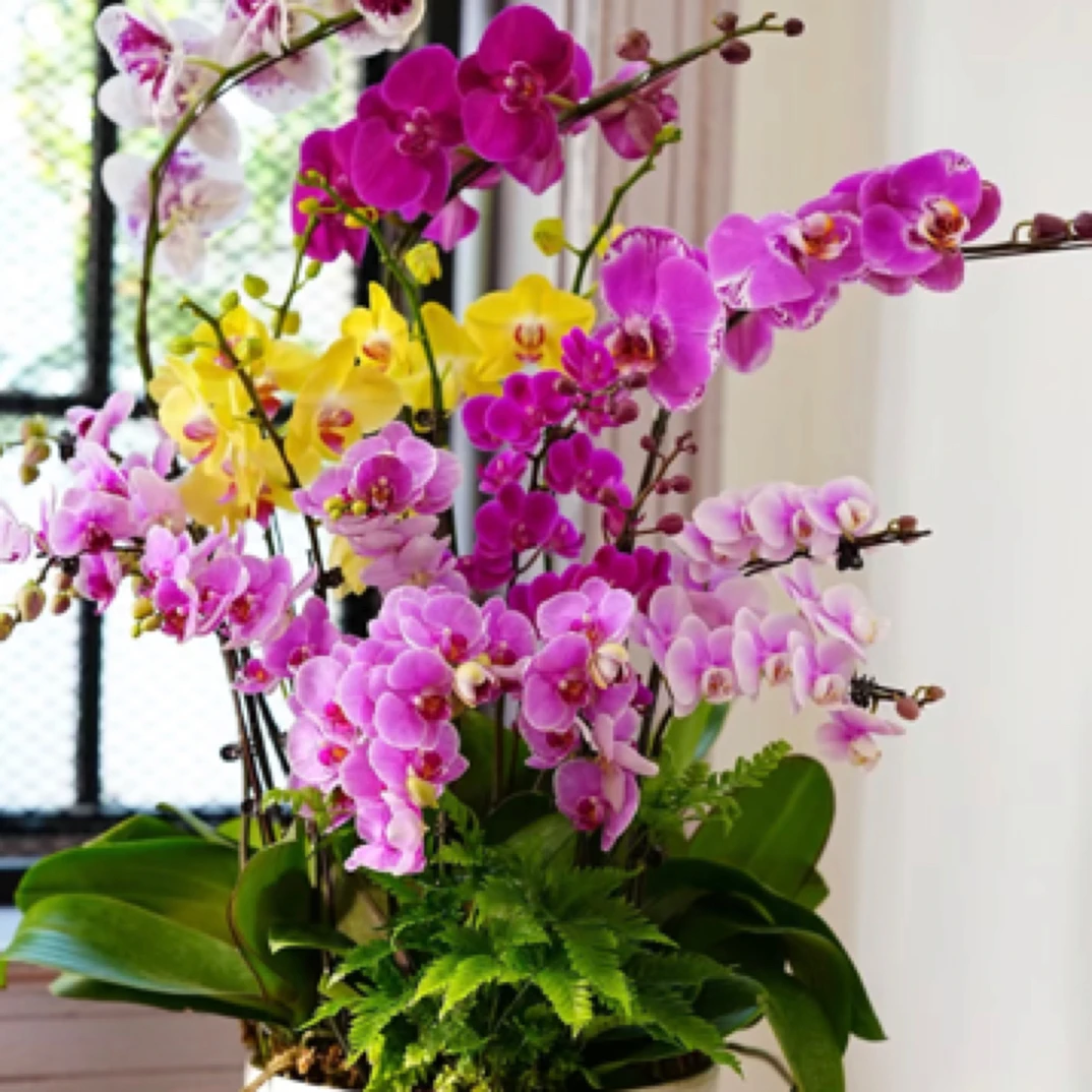 蝴蝶兰（单株双箭）各种颜色需要几颗拍几颗 颜色备注