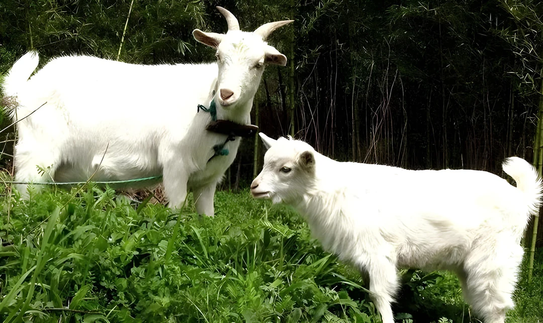 黔大炮专属（直播间现场称重改价）贵州高山本地白山羊