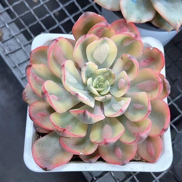 雨滴锦多肉植物的