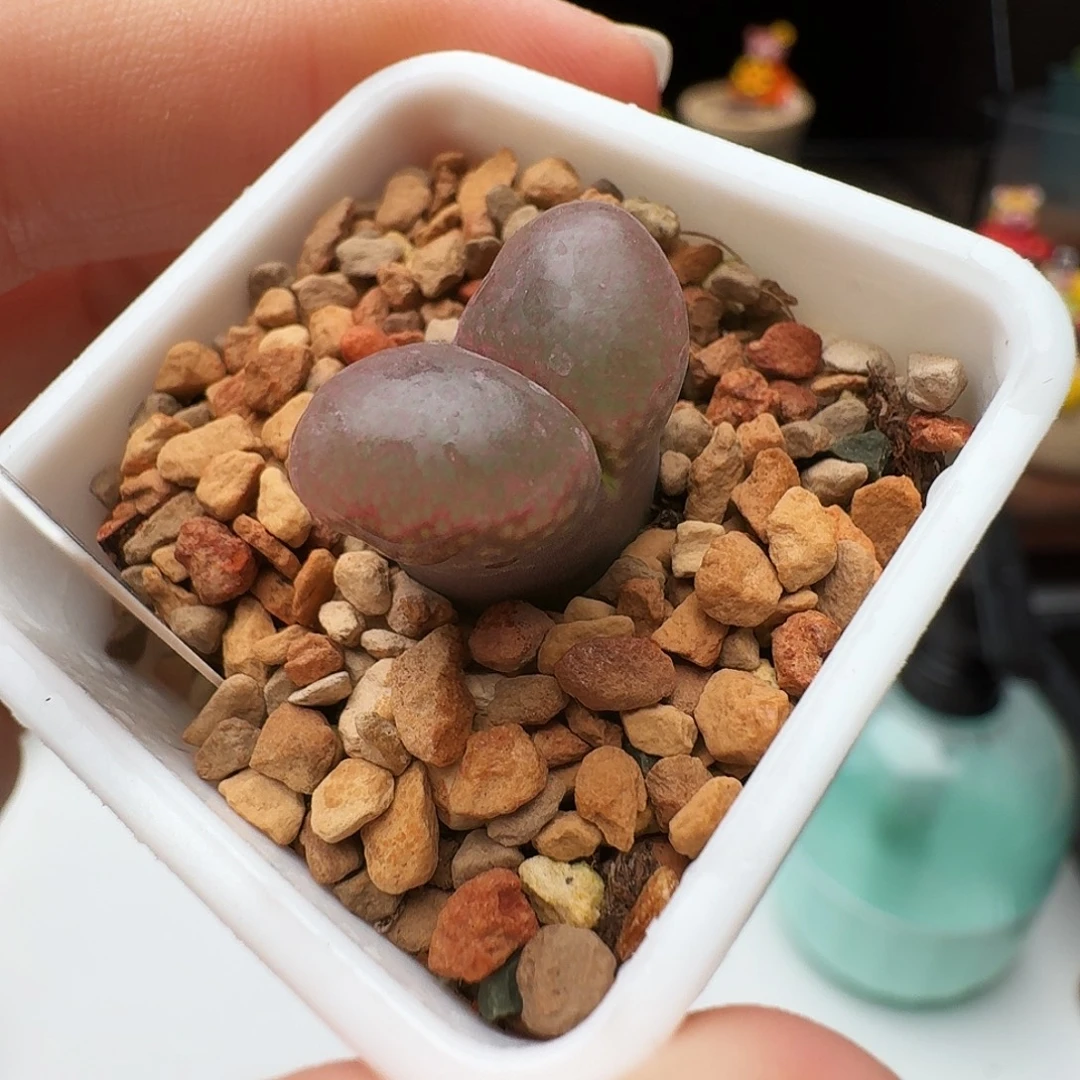 多肉植物福利风铃大小窗特253