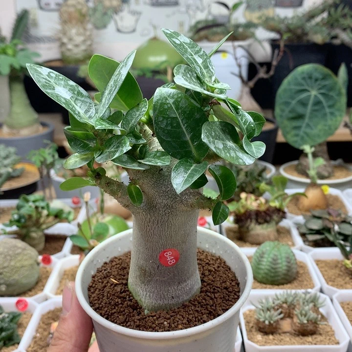 哥斯拉沙漠玫瑰带盆848