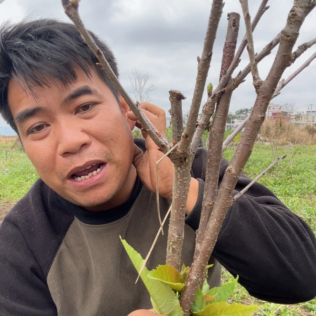 当前无花栽培后可以开花65