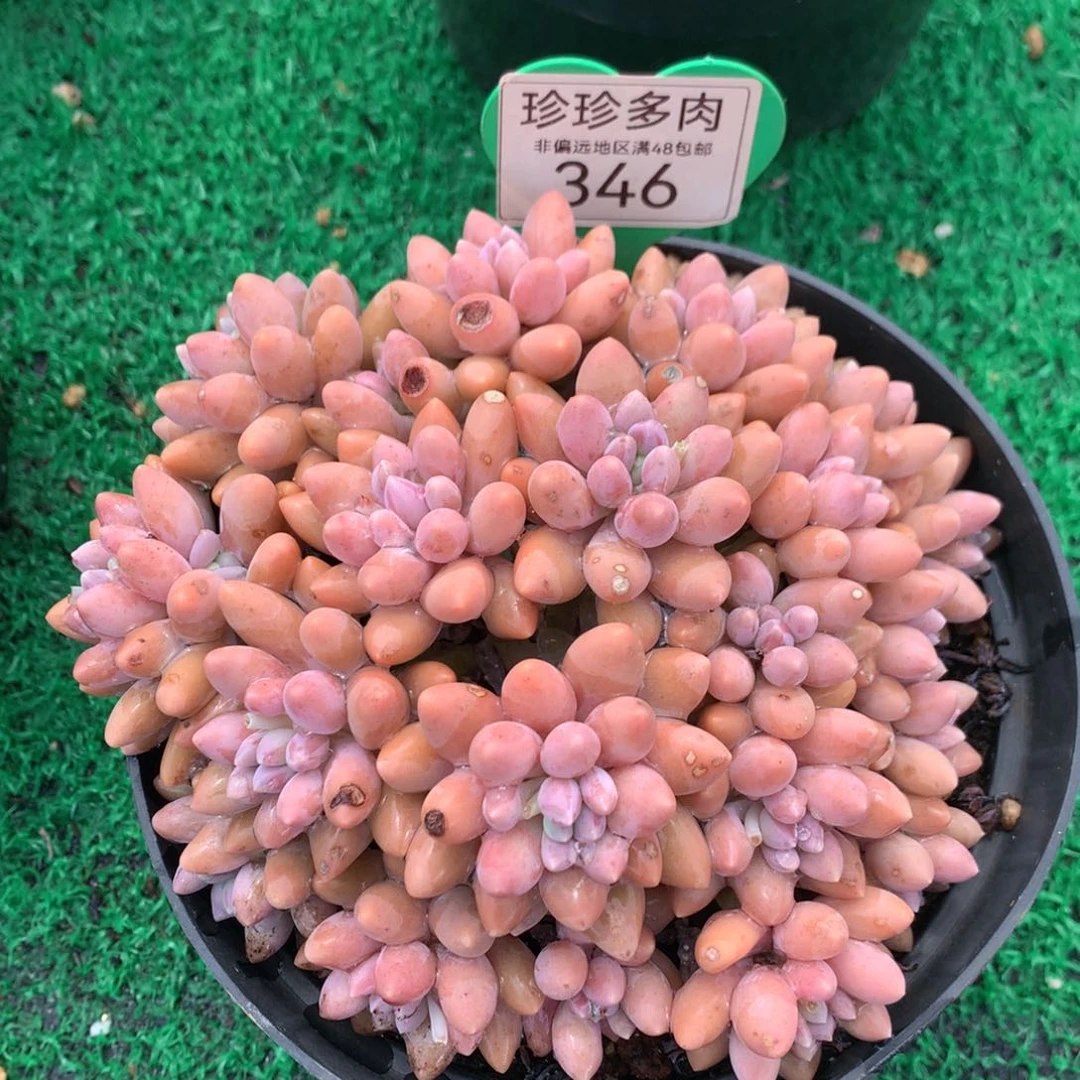 星黛露无砍老桩平头346