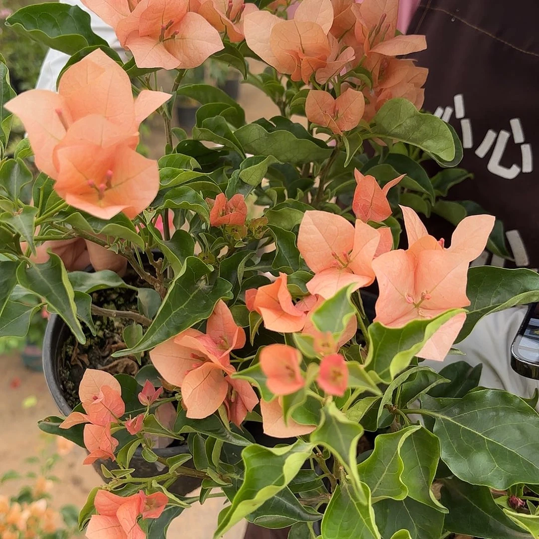 完全开放蒙茶三角梅会落花落叶
