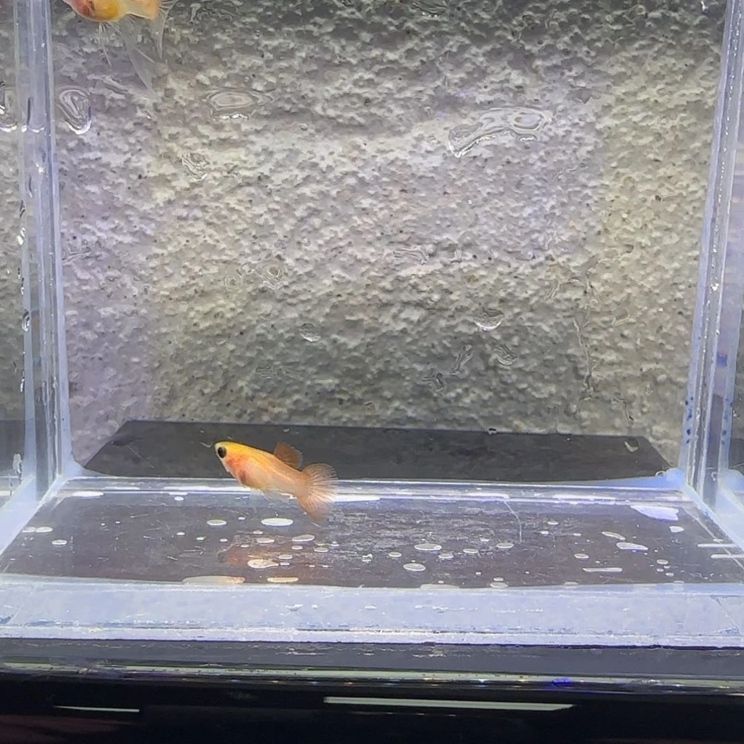 孔雀鱼胭脂短C。19号
