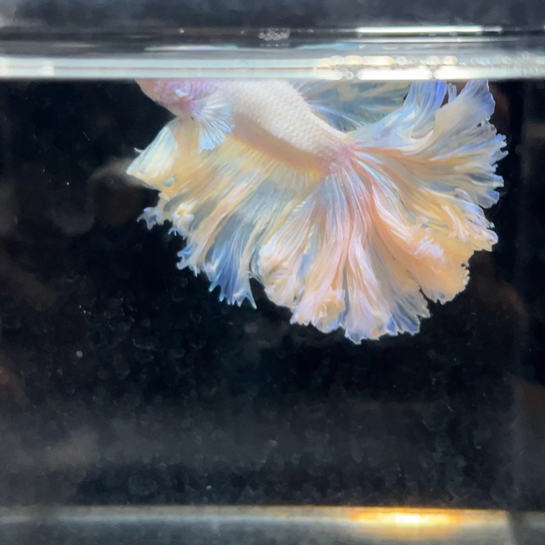 斗鱼14号天然卷大波浪婚纱