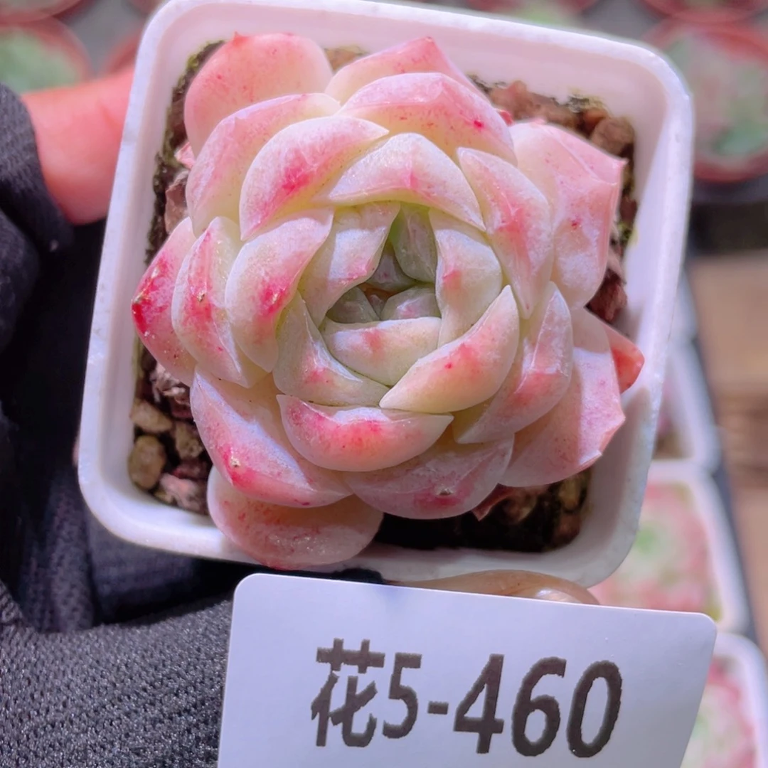 花利美5-460新品