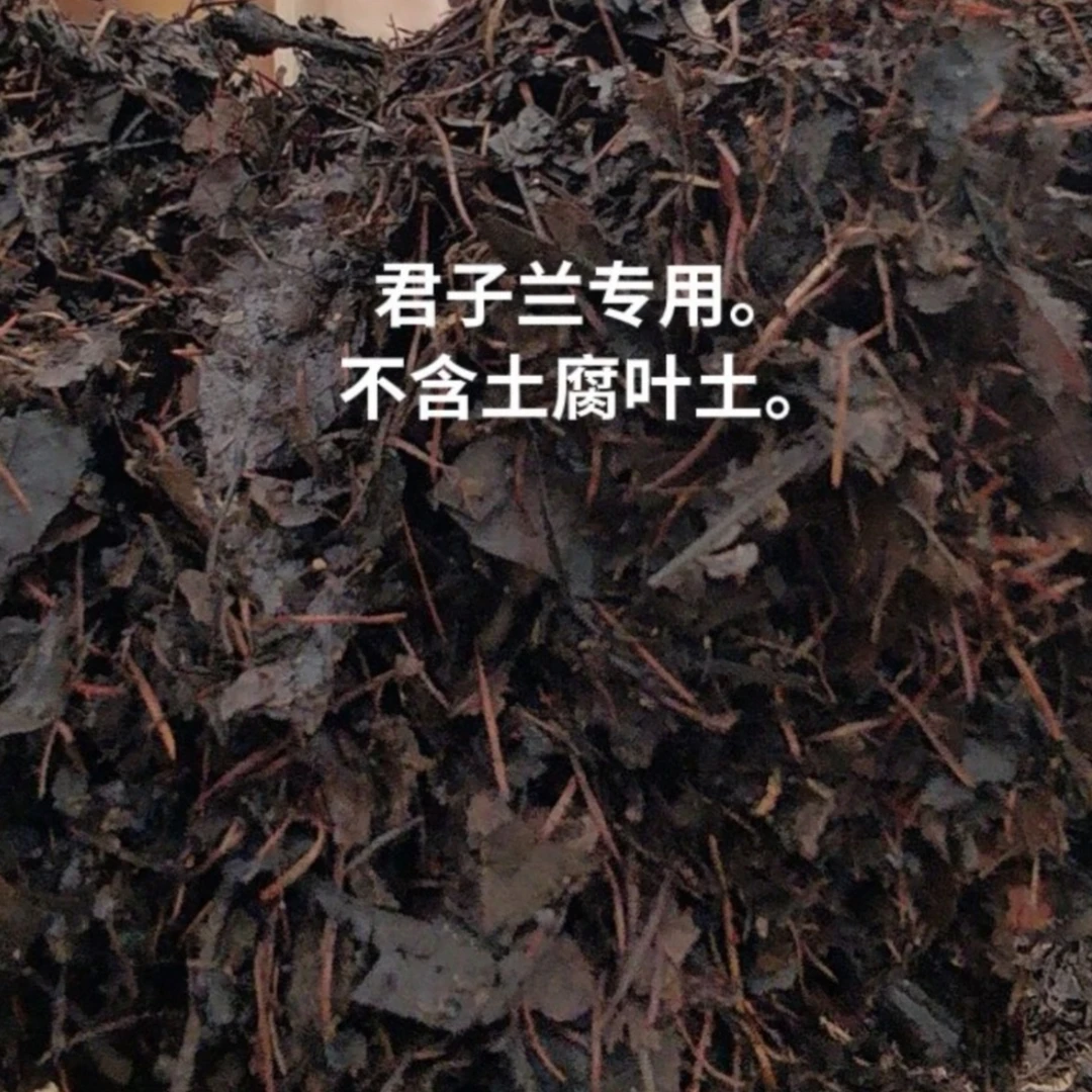 君子兰专用腐叶橡树叶、珍珠岩、松针、木炭营养土。