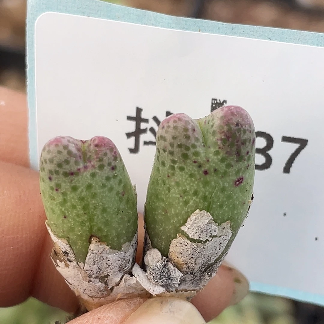 3-37草莓斑马肉锥