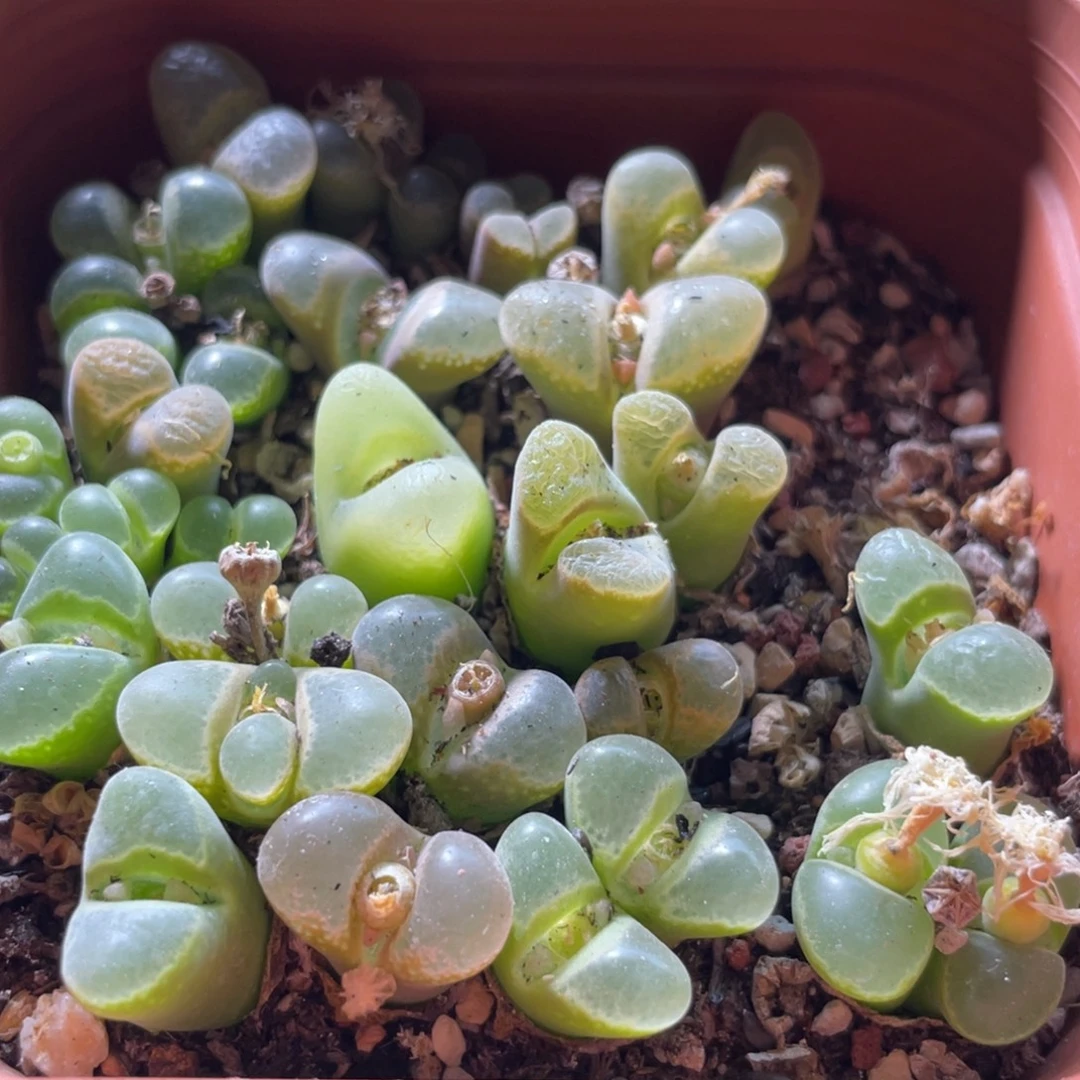 大盆特价一物一拍～63