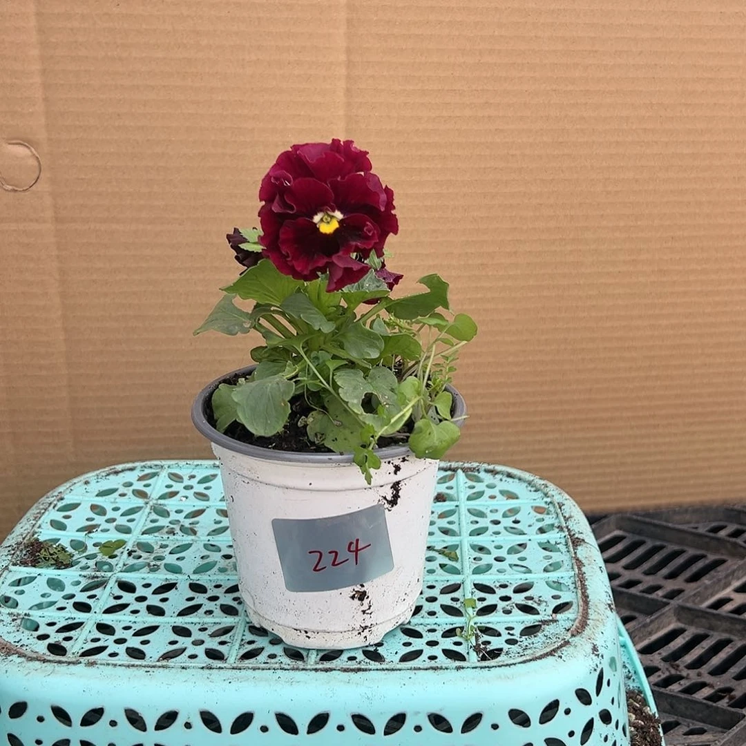 【闪购商品】完全开放224号