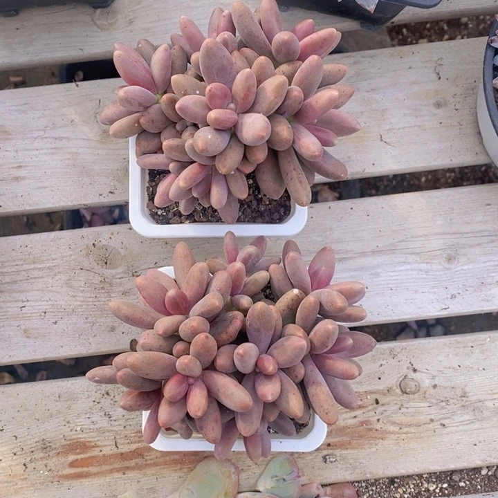 糖果美人一颗，28包邮。