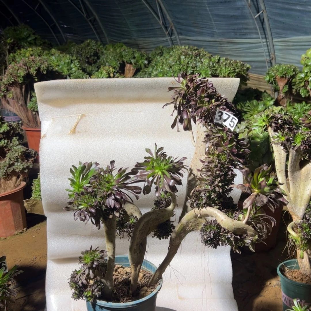 有伤黑缀375高度40厘米