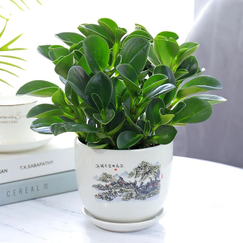 豆瓣绿多肉植物盆栽吸二手烟室内客厅桌面绿植碧玉水培植物花卉