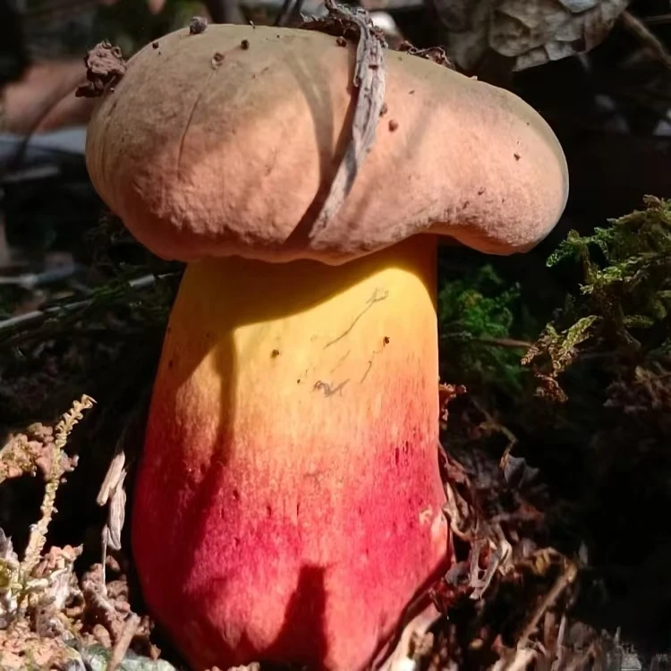 云南新鲜纯野生菌当季现采新鲜下山菌代购（无售后）