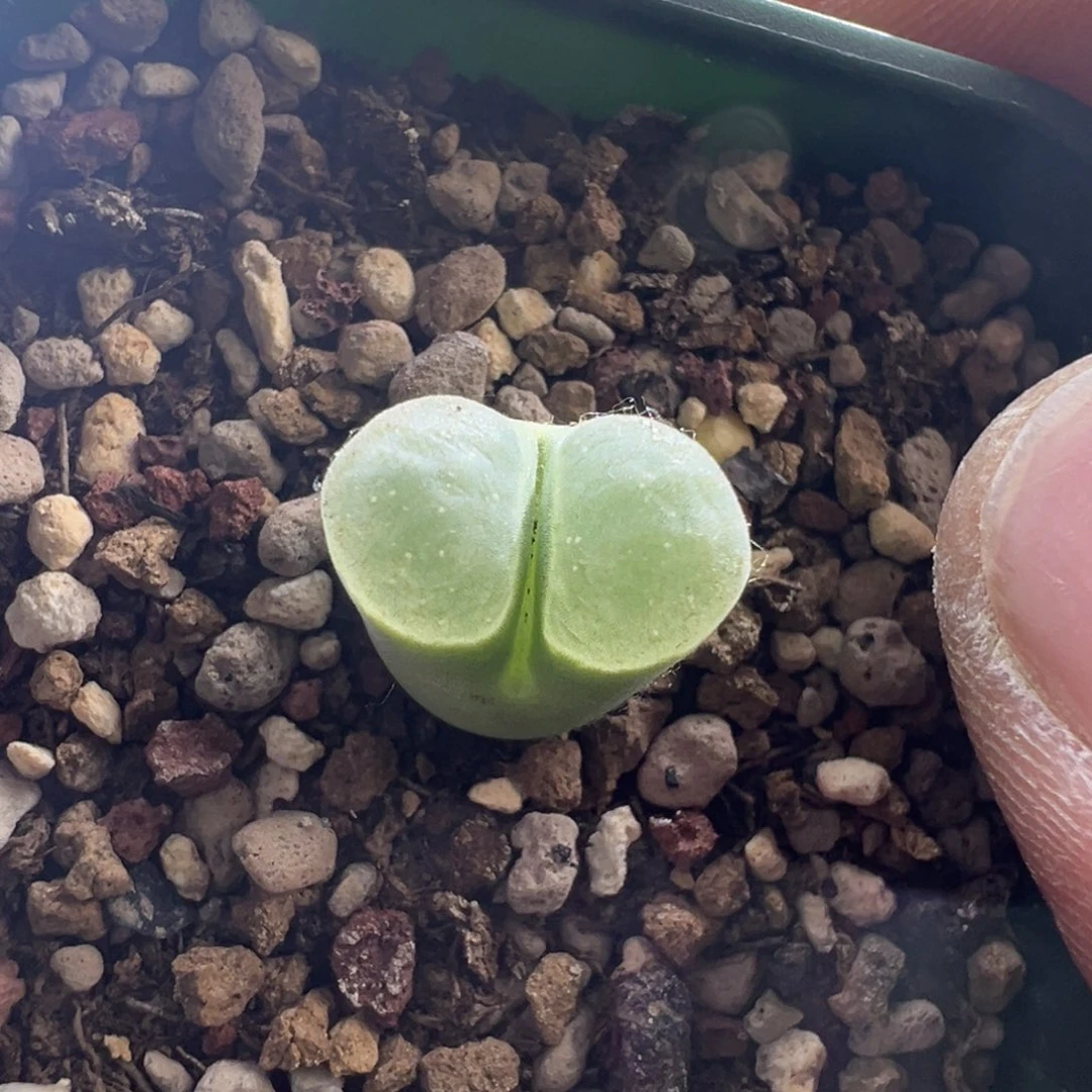 674 捡漏时刻一盆