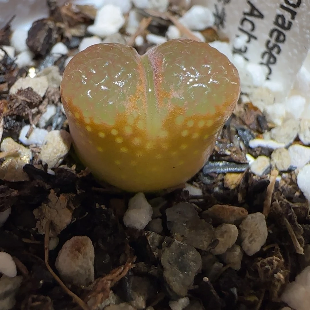 肉锥多肉植物百科-1802.4风铃393