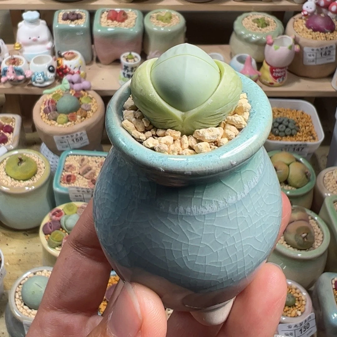 多肉植物200号元宝