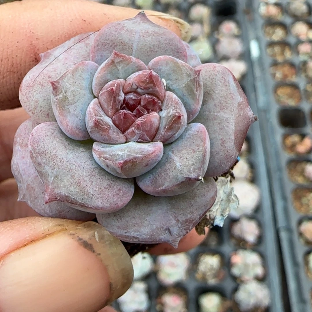 小卡拉米糖心一物一拍