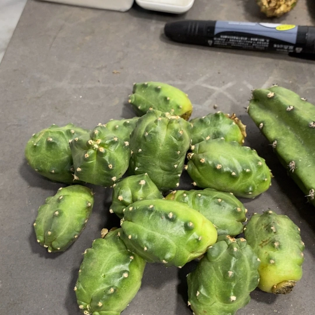 新品橙花桃太郎侧芽一个