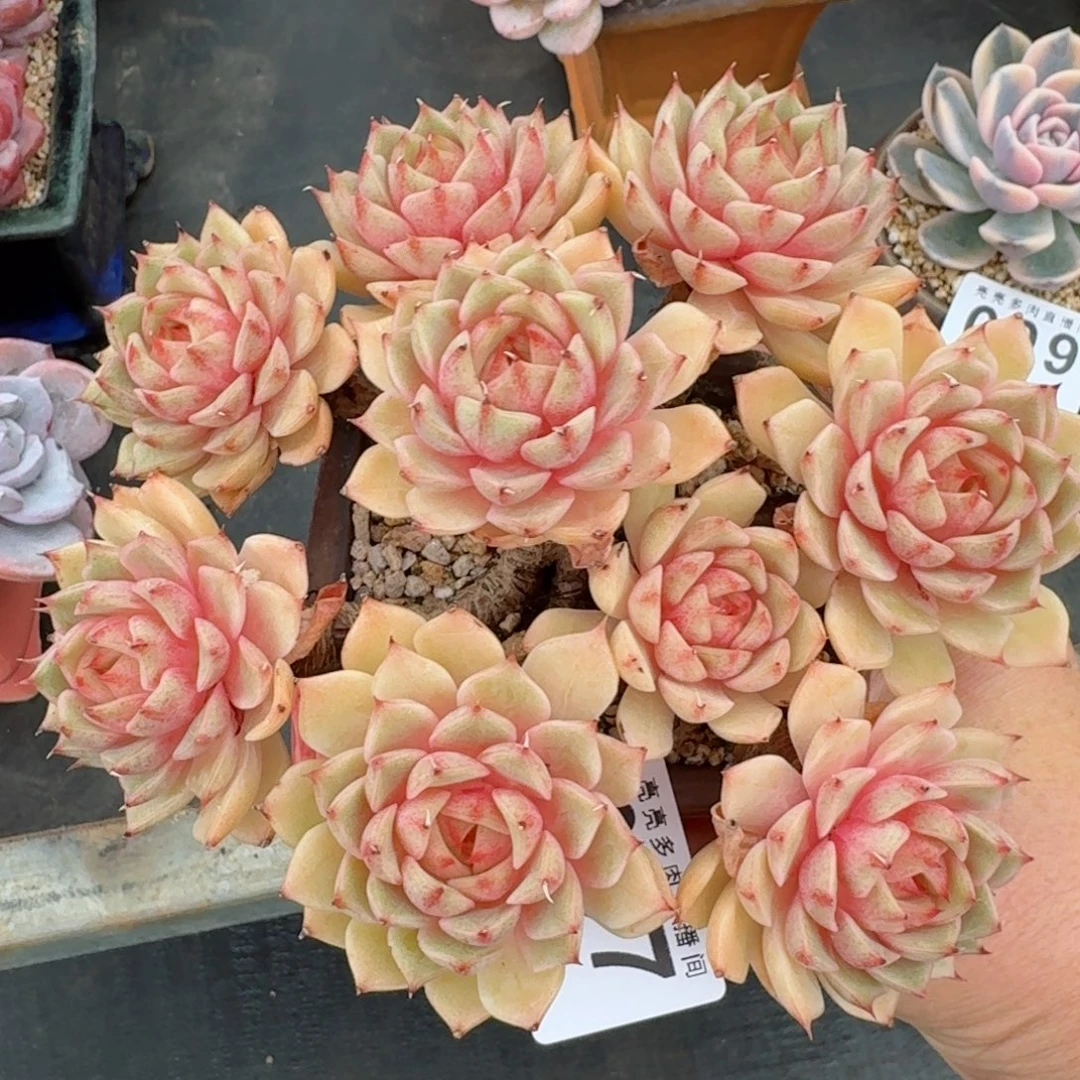 笨吧帝斯群生整装无砍