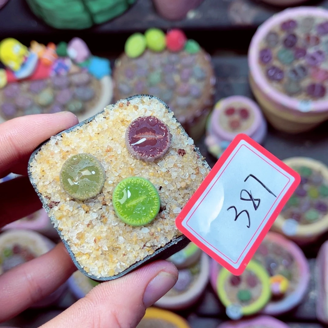 387生石花带盆发1