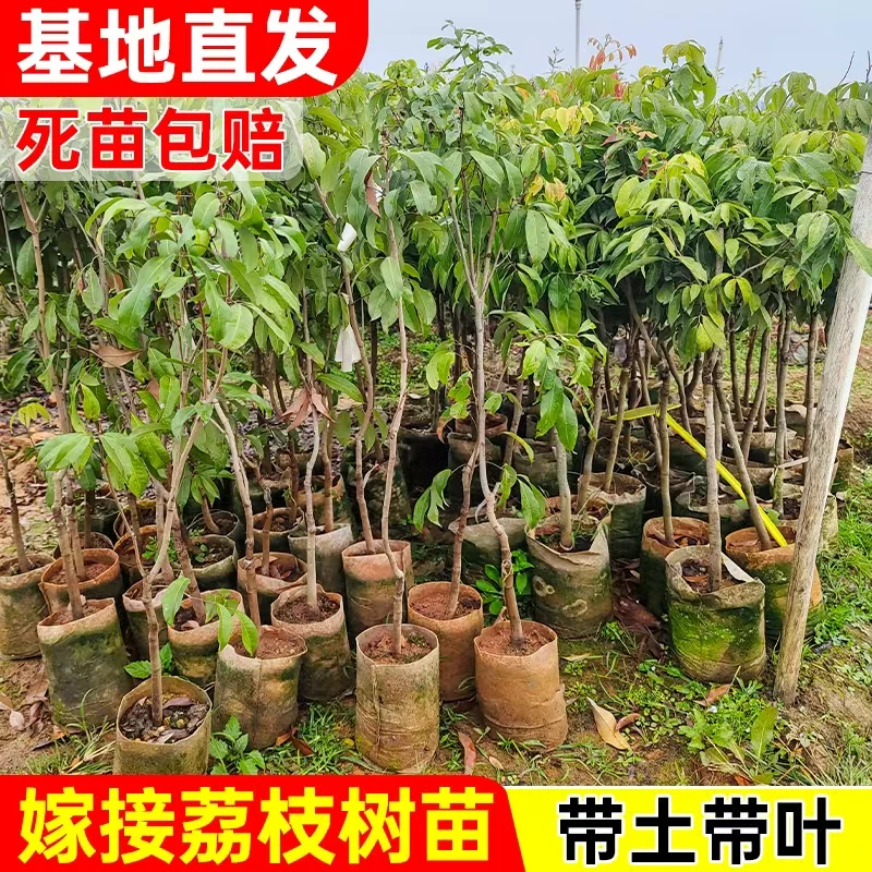冰荔枝苗嫁接果树 营养杯 当年结果南北方可种植广西基地直销直发