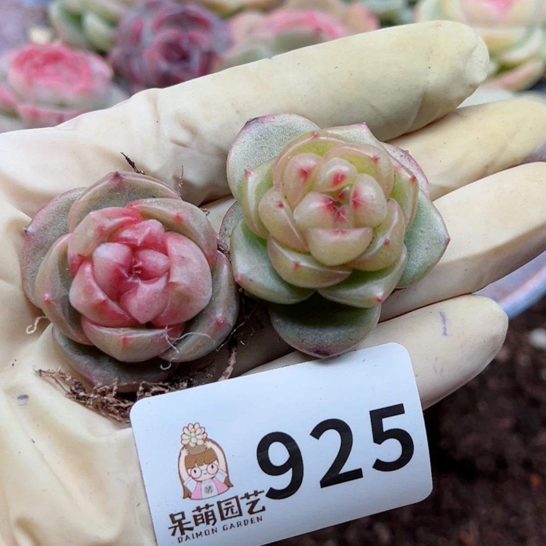 多肉植物多肉植物