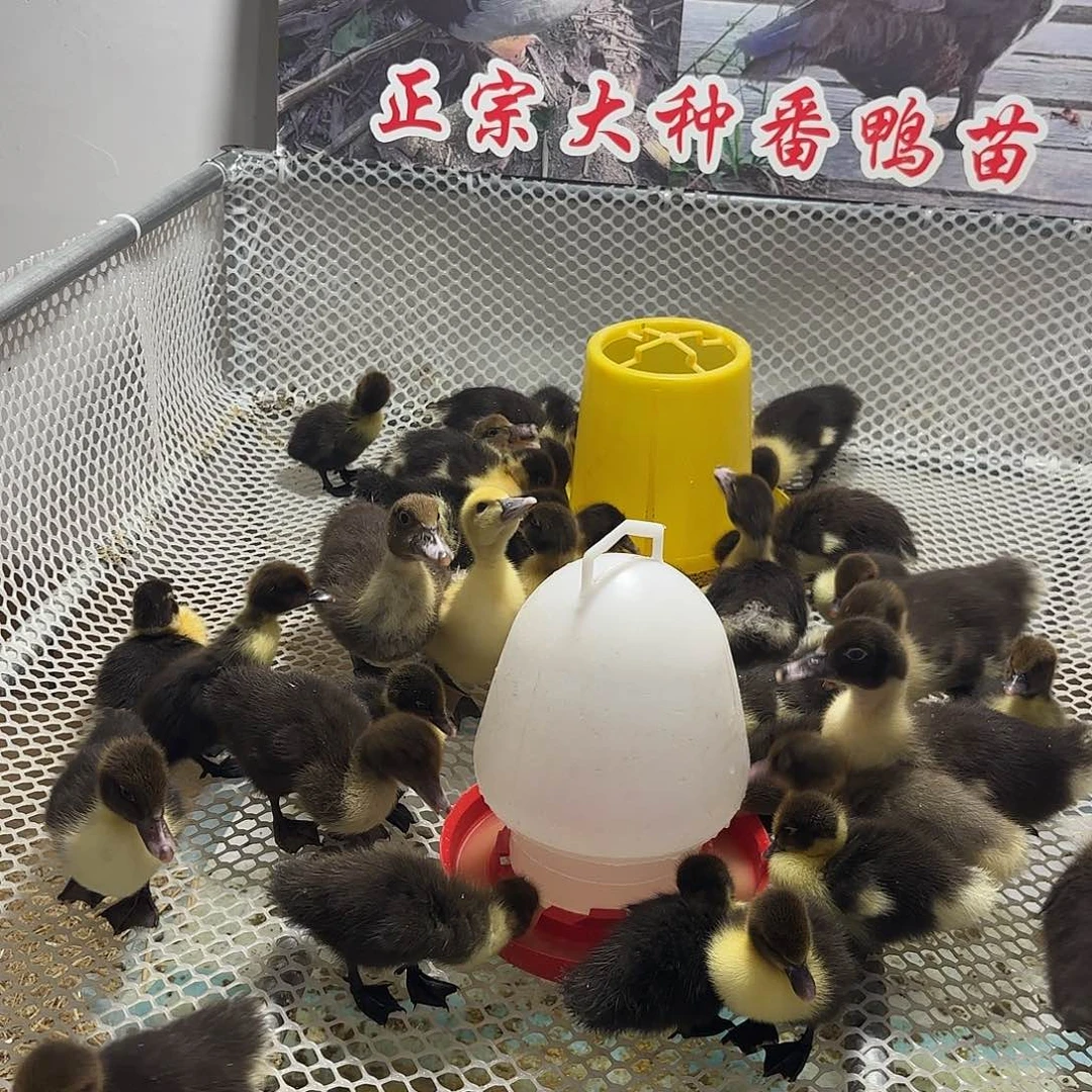 柯尔鸭正宗大种番鸭苗西洋鸭火鸭旱鸭