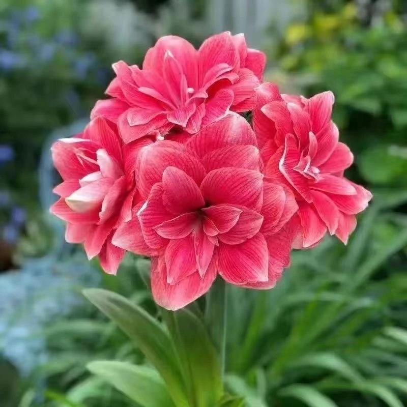 荷兰进口重瓣朱顶红种球花卉大全庭院阳台盆栽好养活四季开花植物