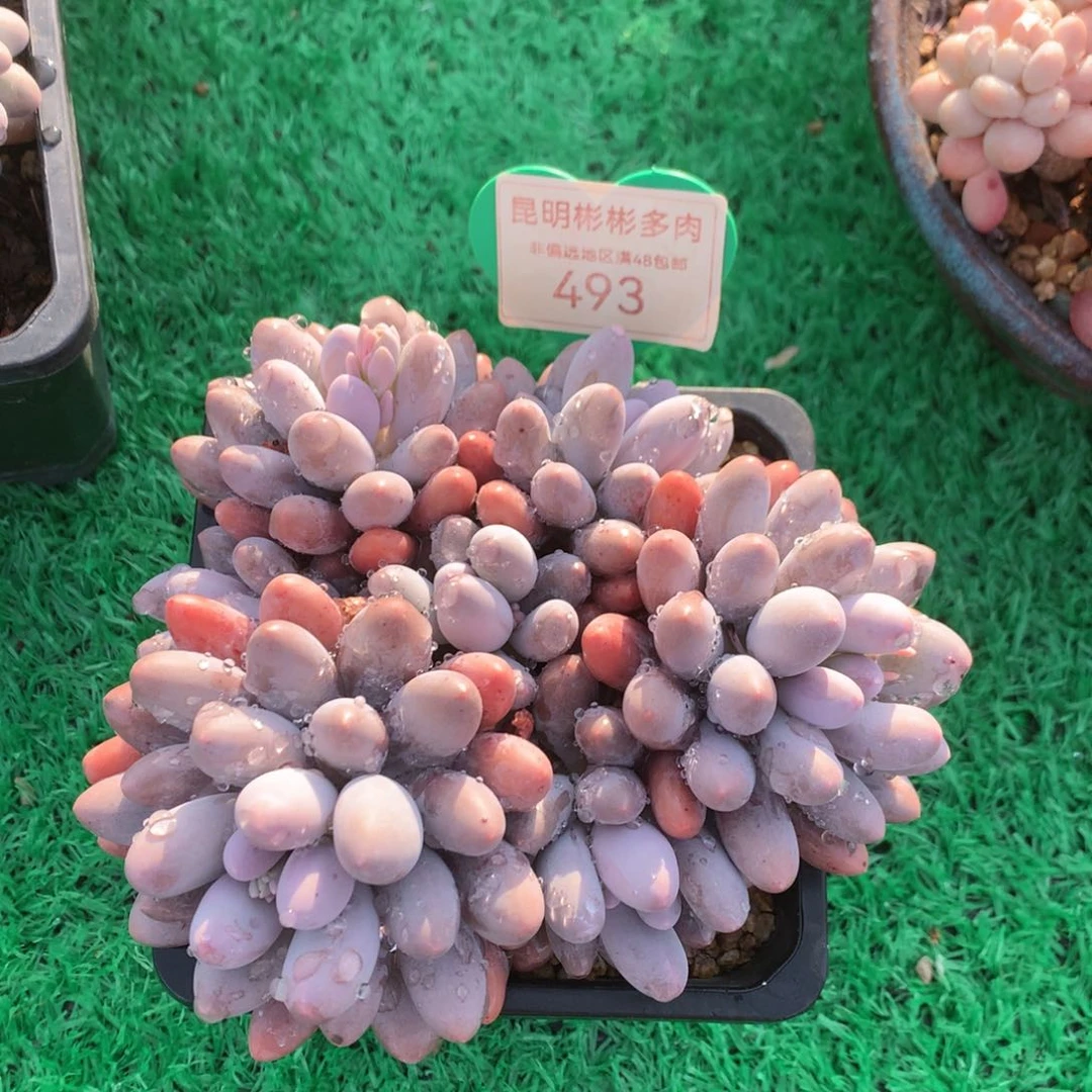 大叶汤圆矮桩平头493