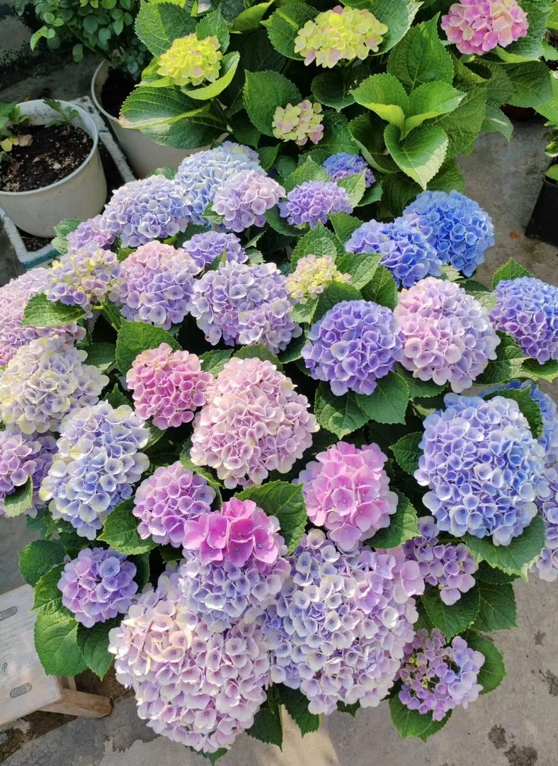 【魔幻革命】1加仑 庭院阳台新手好养绿植 四季盆栽