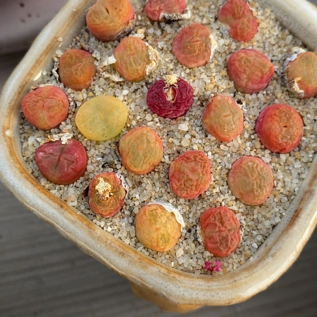 小超毛10颗一组0.7厘米