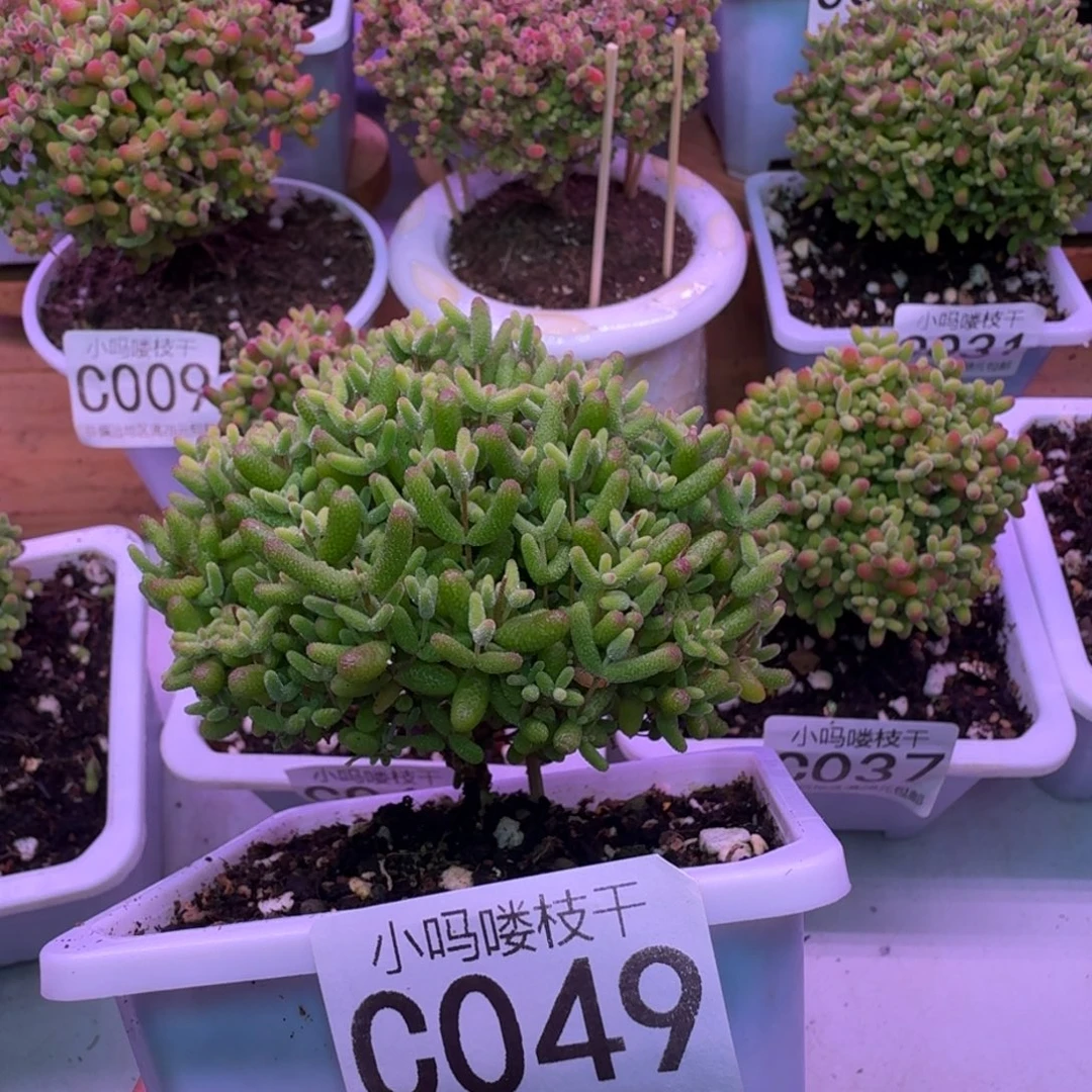 枝干番杏蜜桔糖球049